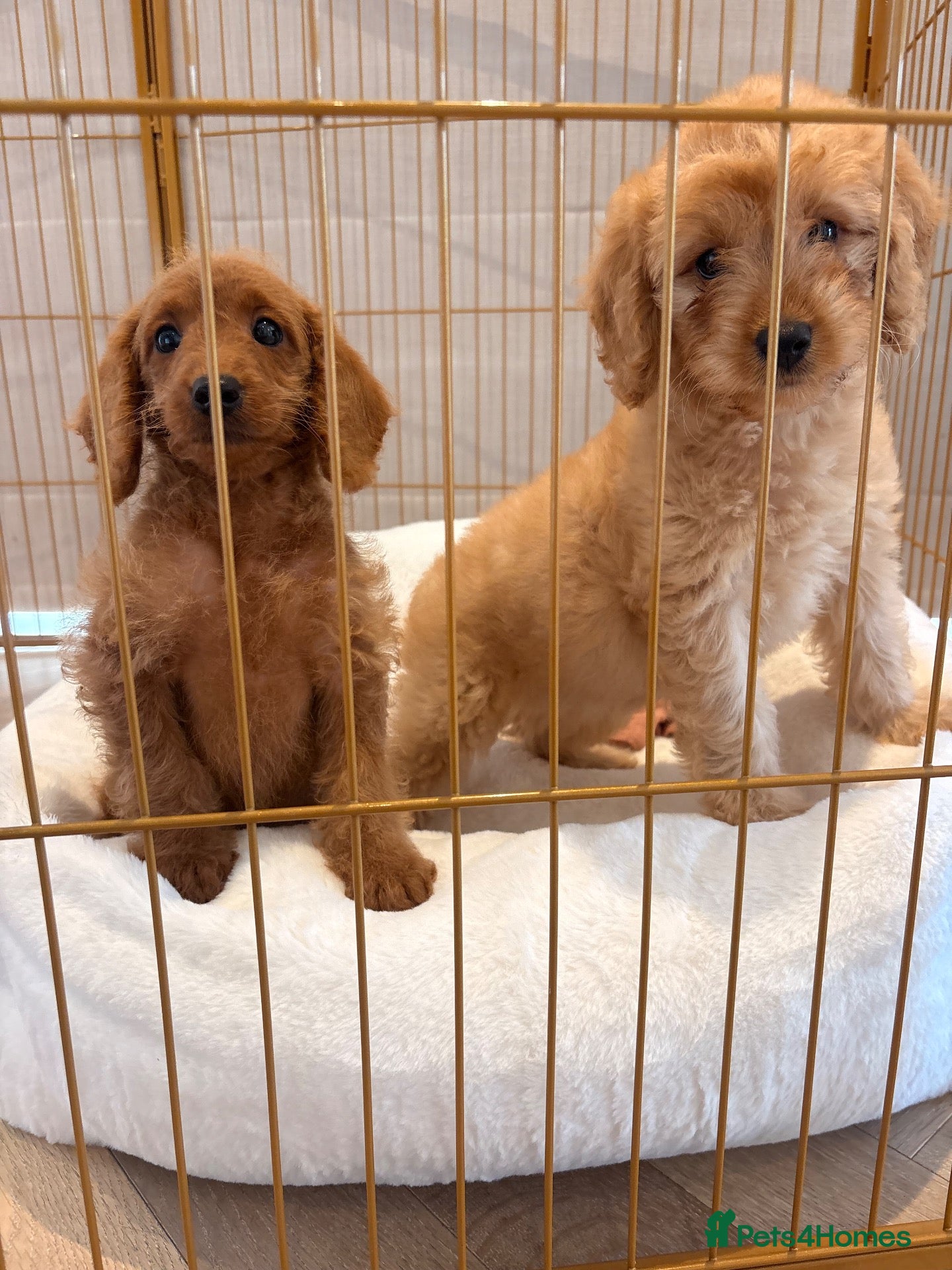 Labradoodle dogs LICENSED BREEDER HEALTH TESTED MINI LABRADOODLES - Advert 2