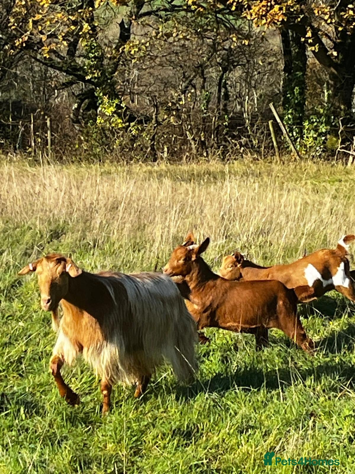 Goats livestock Family of Golden Guernsey goats - Advert 7