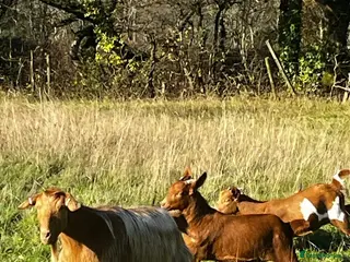 Goats livestock Family of Golden Guernsey goats - Advert 4