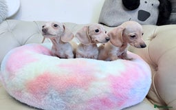 Miniature Dachshund dogs for sale: Miniature Dachshund 5 Star ⭐ Licensed Breeder - Image 4