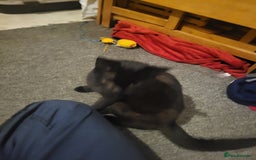Domestic Shorthair cats for sale: Beautiful inky in Wellington - Image 3