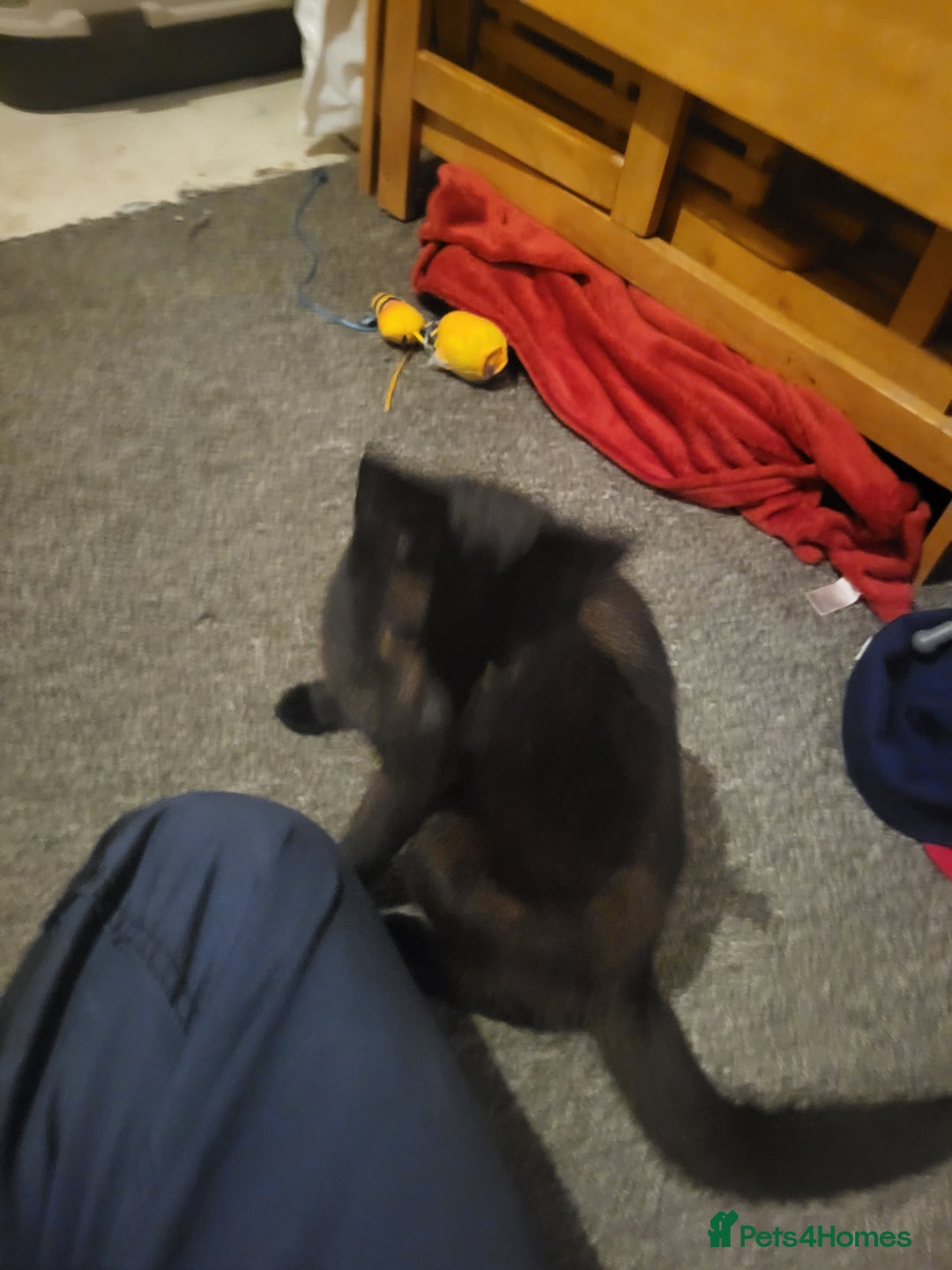 Domestic Shorthair cats for sale: Beautiful inky in Wellington - Image 3