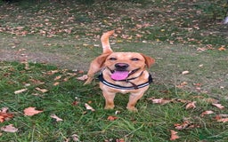 Labrador Retriever dogs for stud: Fox red labrador for stud  - Image 11