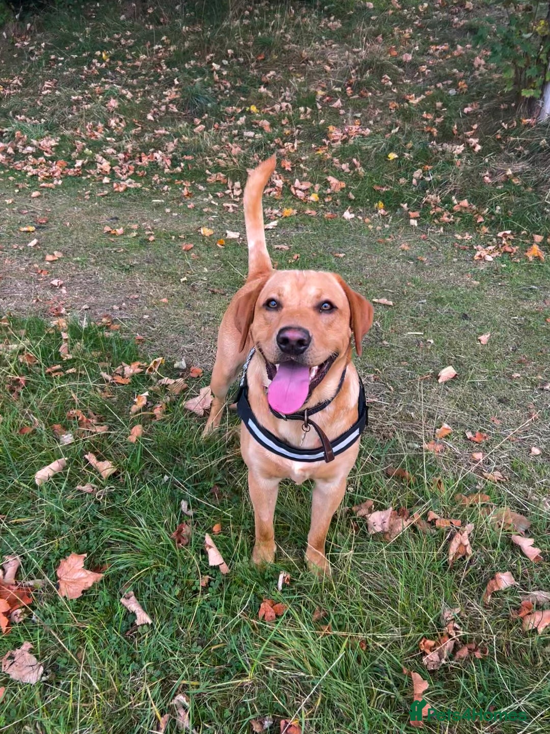Labrador Retriever dogs for stud: Fox red labrador for stud  - Image 11