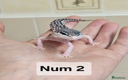 Leopard Gecko reptiles for sale: Blacknight macksnows and supersnows in tremper - Image 15