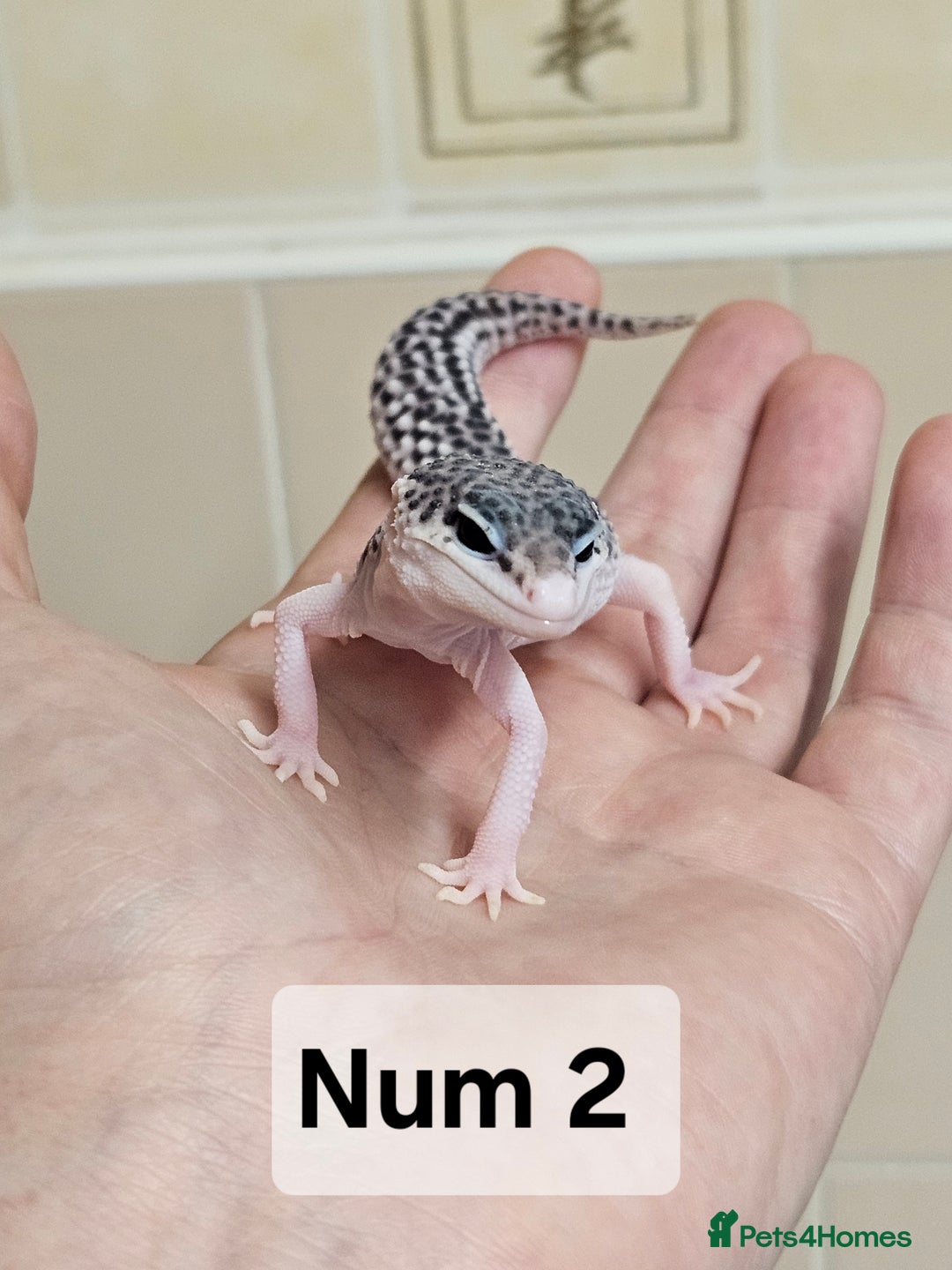 Leopard Gecko reptiles for sale: Blacknight macksnows and supersnows in tremper - Image 15