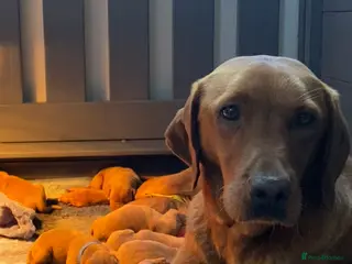 Labrador Retriever dogs QUALITY LITTER OF DARK FOX RED LABRADOR PUPPIES - Advert 3
