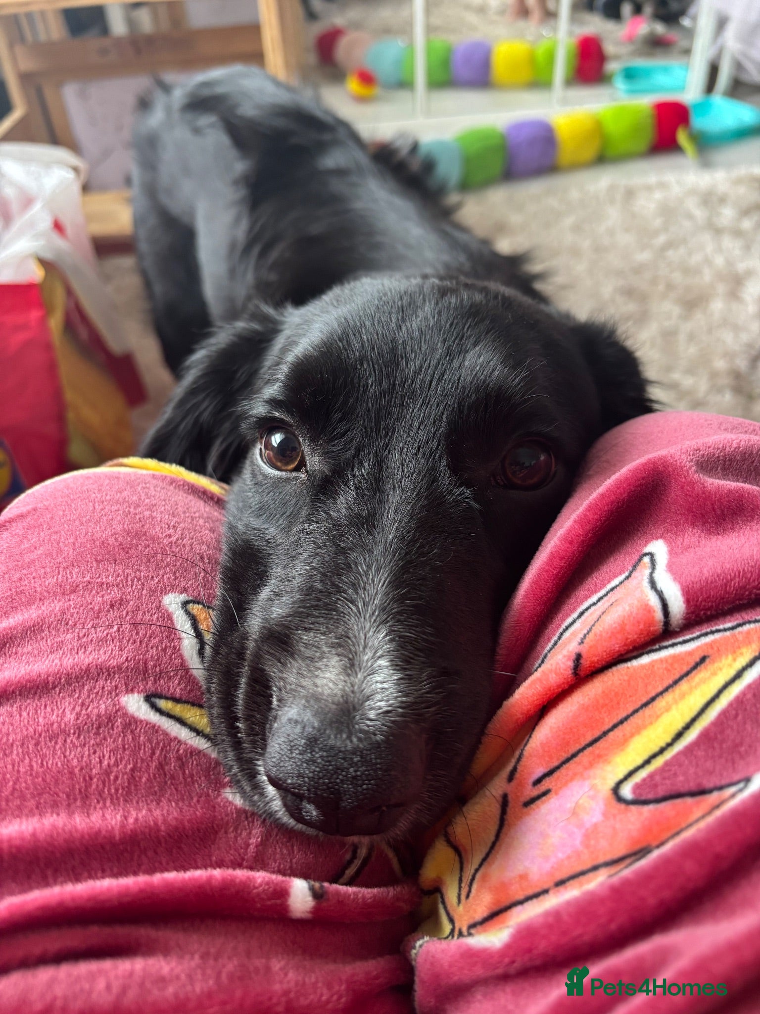 Mixed Breed dogs Rocky collie x spaniel  - Advert 7