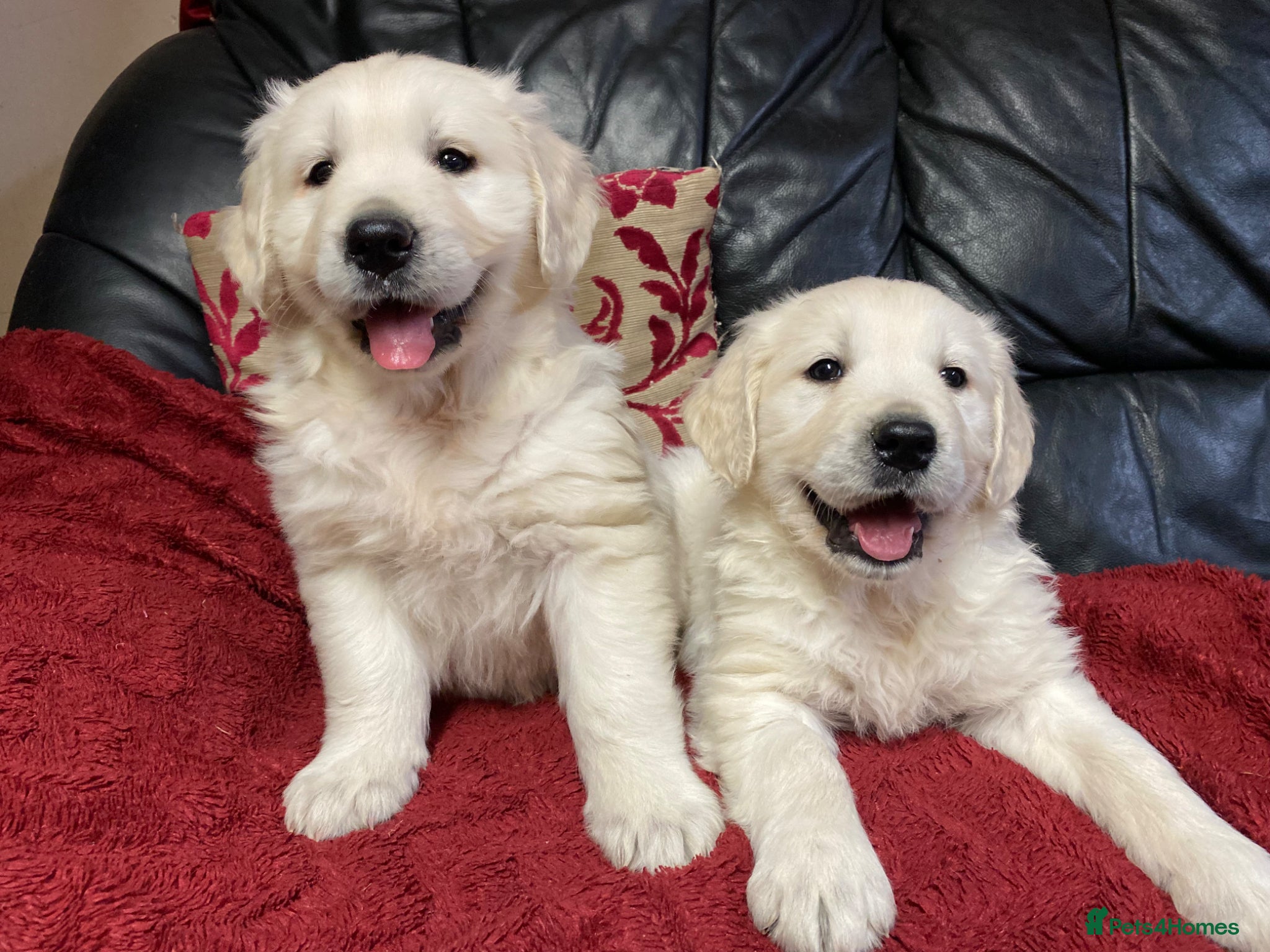 Golden Retriever dogs Seriously chunky & Fluffy babies - Advert 1