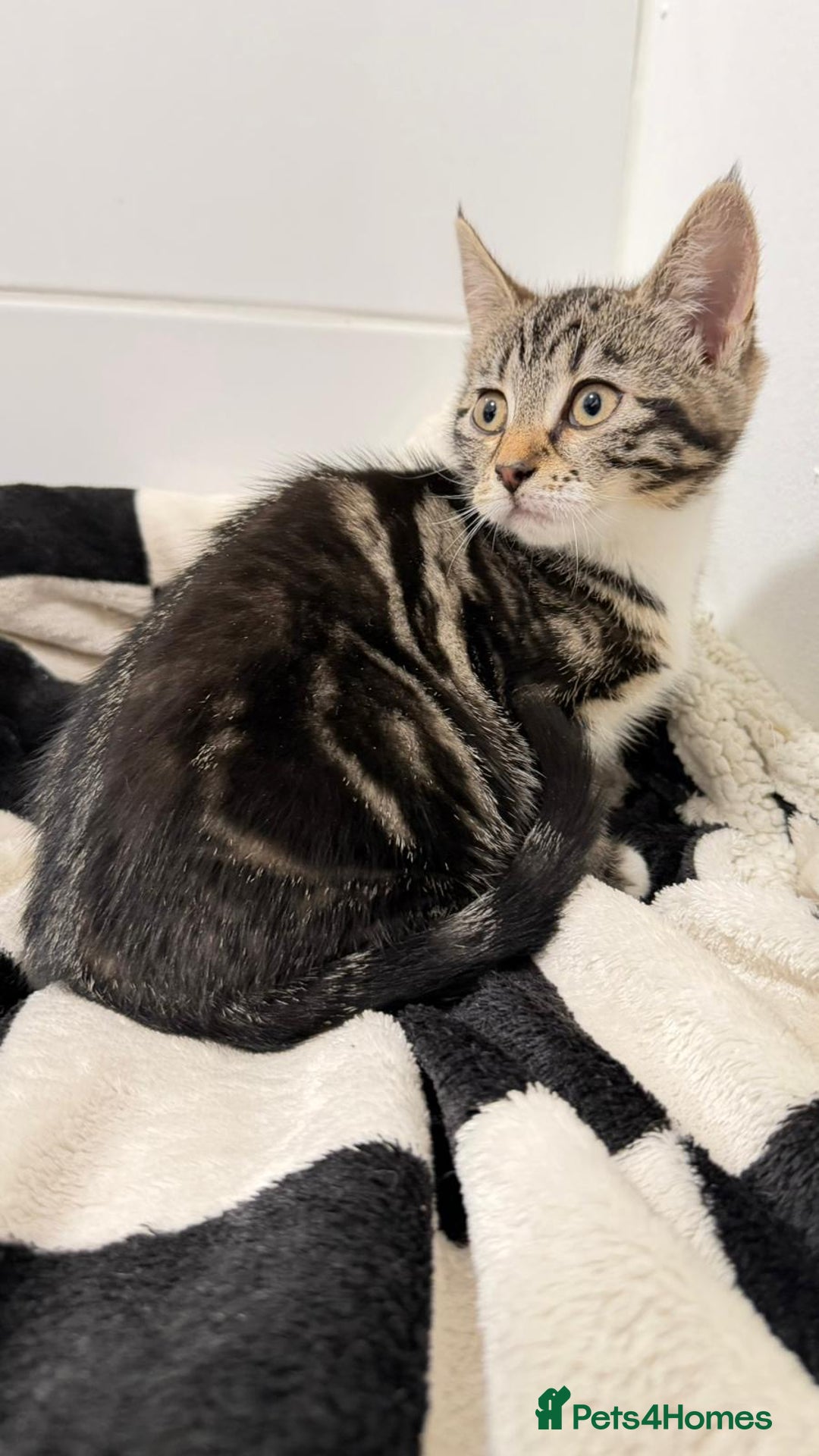 Mixed Breed cats for sale: British shorthaired x kittens  - Advert 5