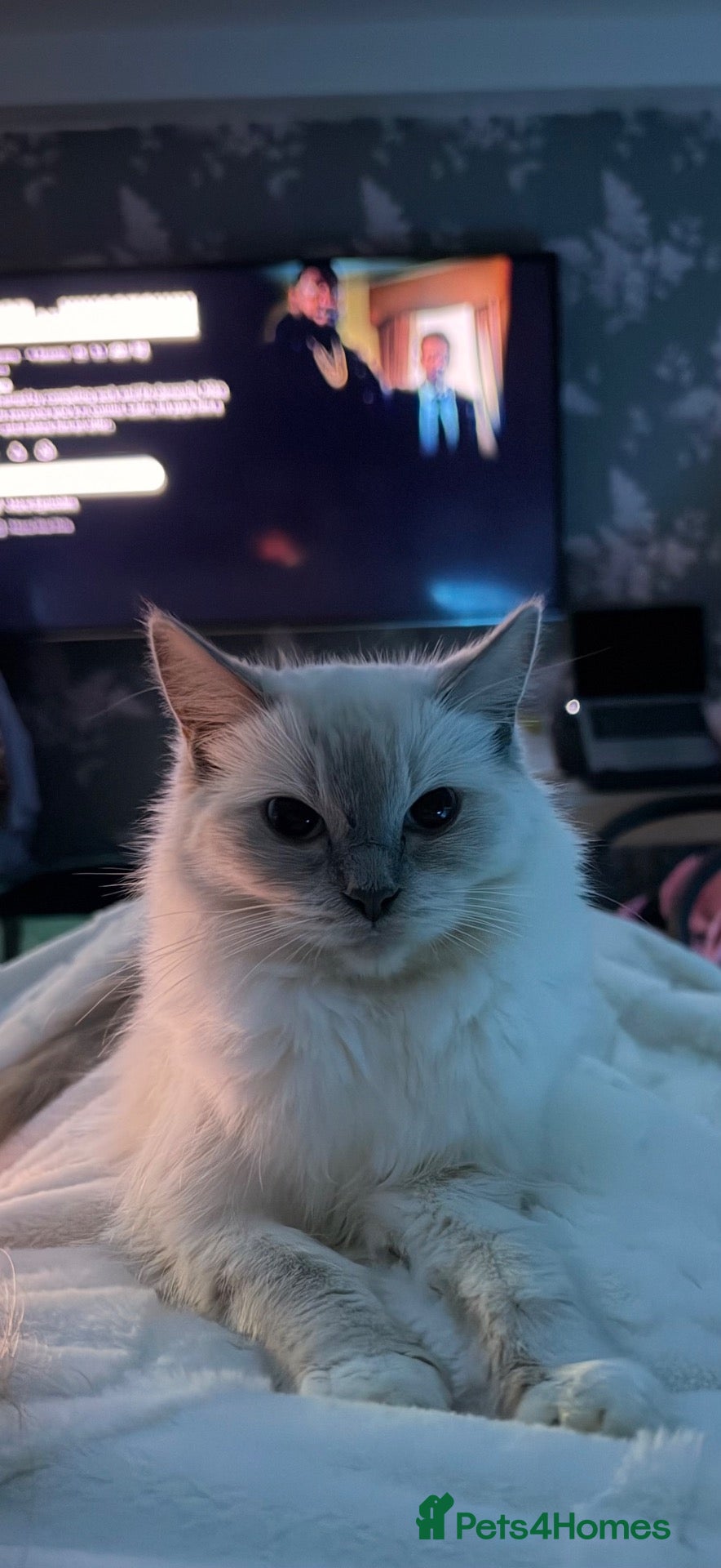 Ragdoll cats for sale: Ragdoll kittens for sale  - Advert 19