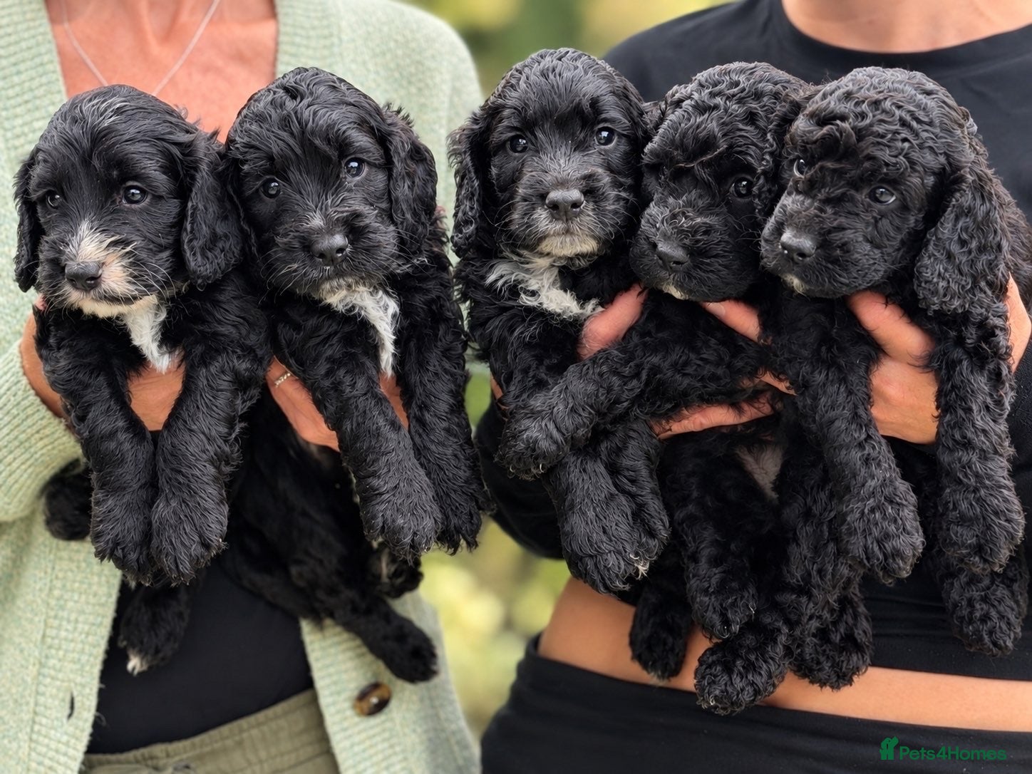Cockapoo dogs BEAUTIFUL BOY COCKAPOO PUPPIES  - Advert 1