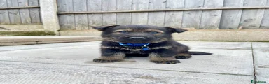 German Shepherd Puppy 2 blue collar 