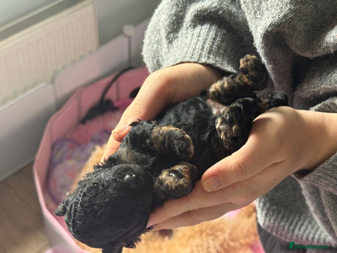 Cockapoo dogs for sale: F1BB Toy Cockapoo puppies - Image 18