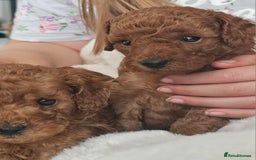 Miniature Poodle dogs for sale: Deep red Miniature Poodles  - Image 10