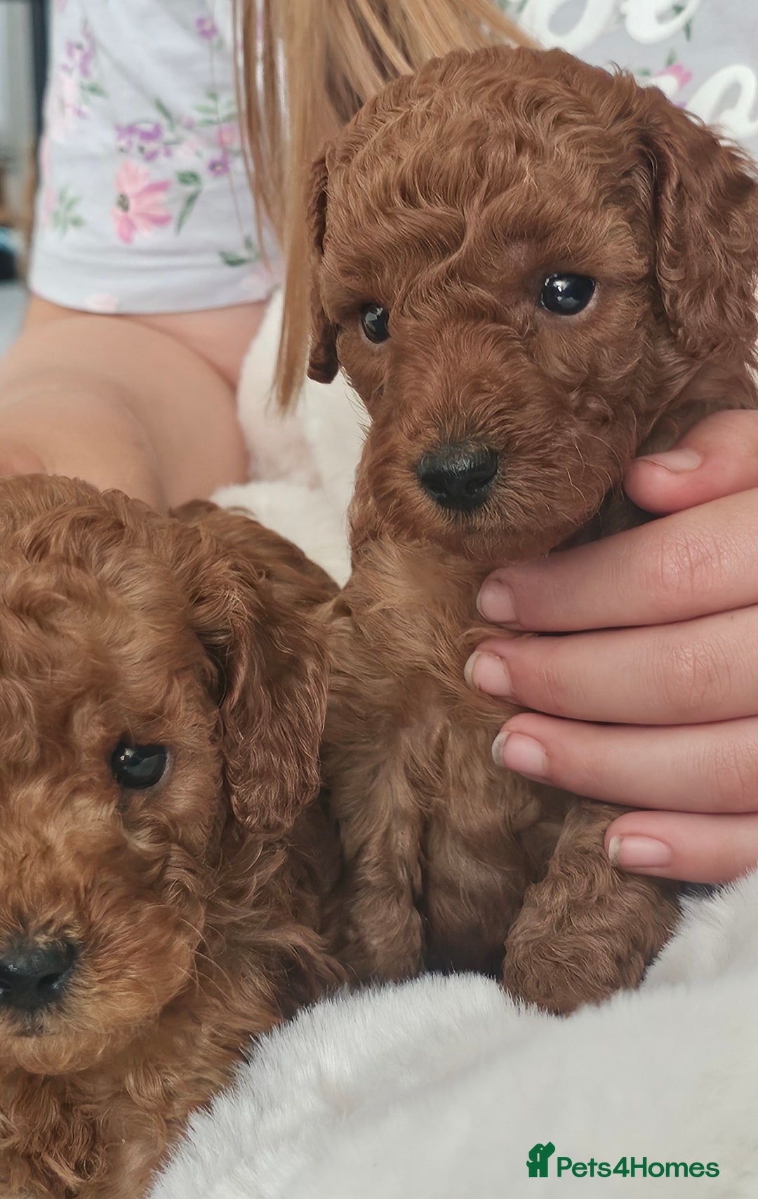 Miniature Poodle dogs for sale: Deep red Miniature Poodles  - Image 10