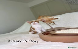 Mixed Breed cats for sale: Kittens 8 weeks old ready now  - Advert 11