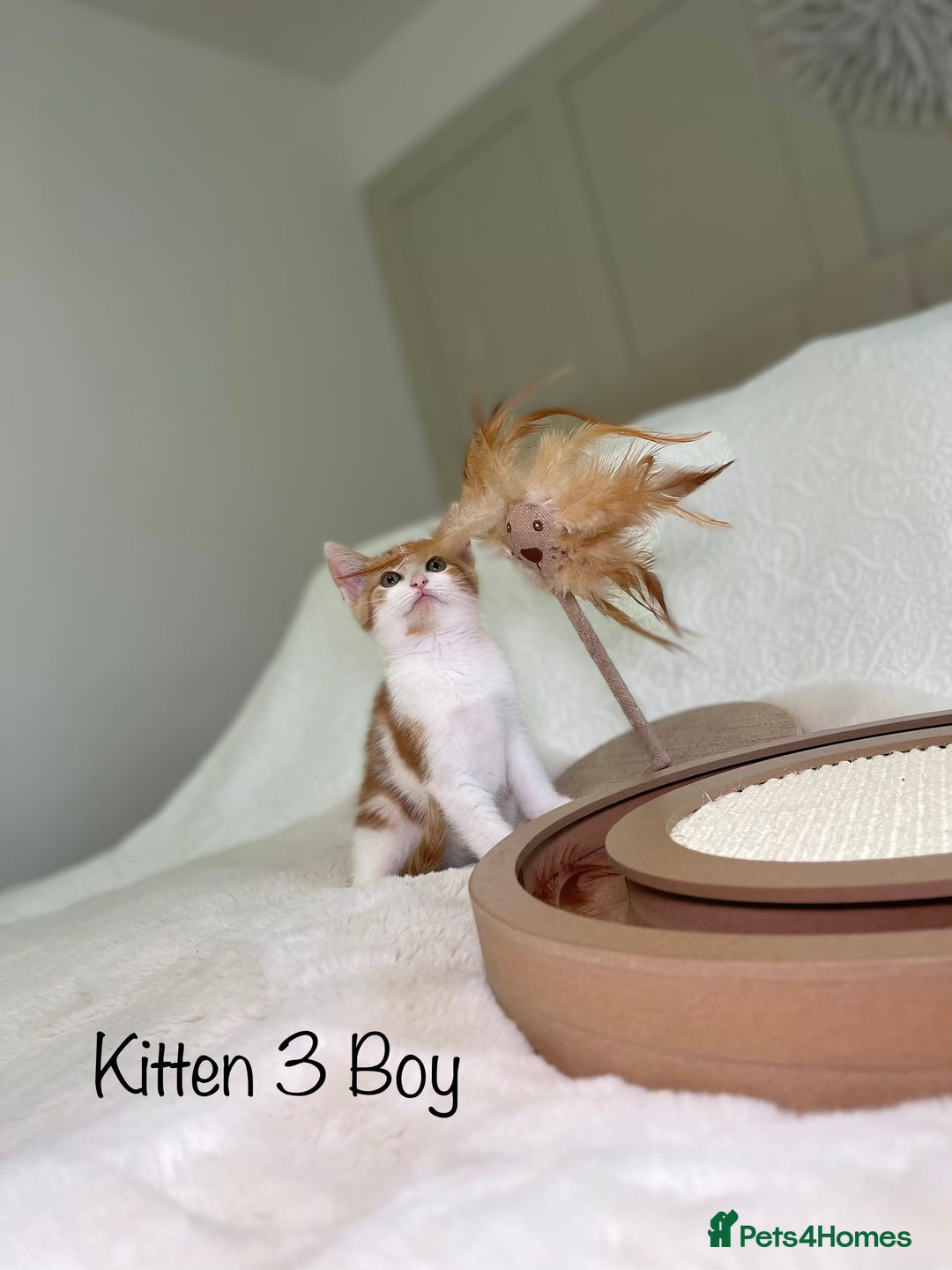 Mixed Breed cats for sale: Kittens 8 weeks old ready now  - Advert 11