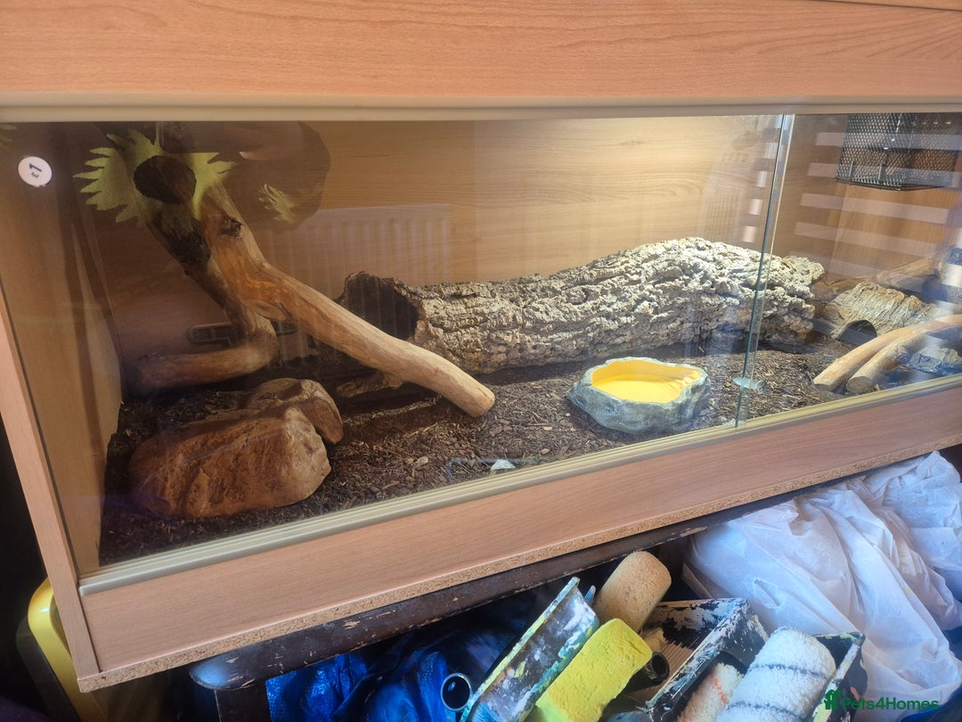 King Snake reptiles for sale: Mexican black kingsnake - Advert 6