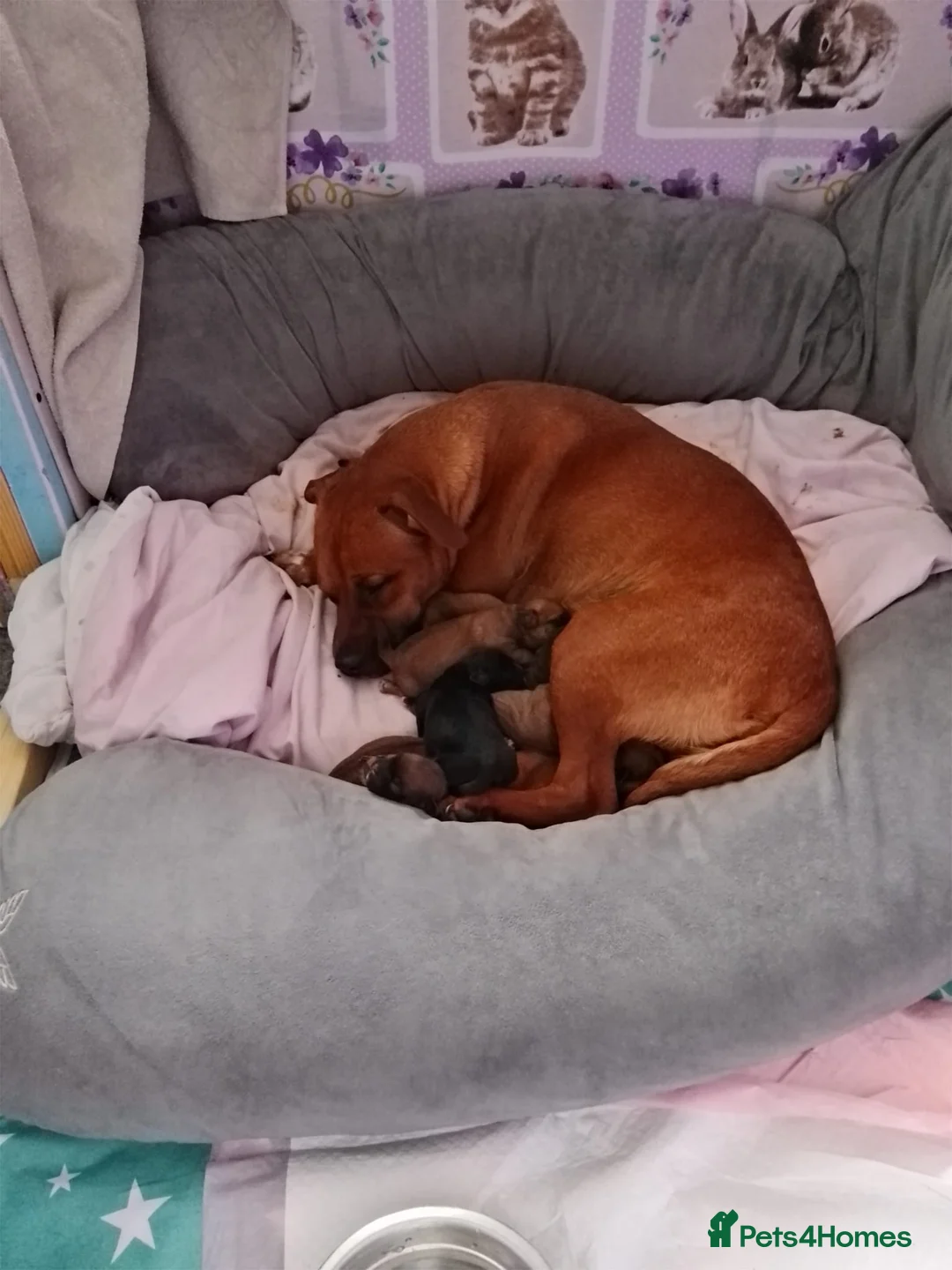 Mixed Breed dogs for sale: Patterdale Shih Tzu puppies - Advert 2