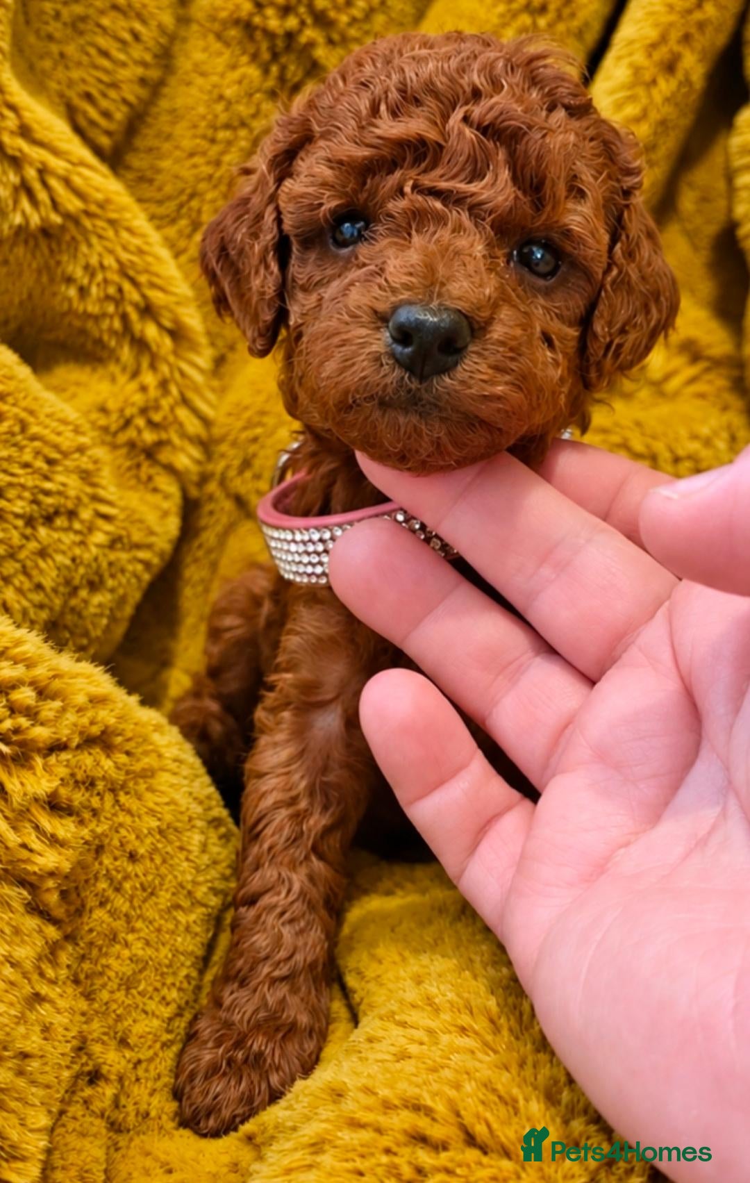 Cockapoo dogs Beautiful Teddy Face Curly Cockapoo Puppies - Advert 1