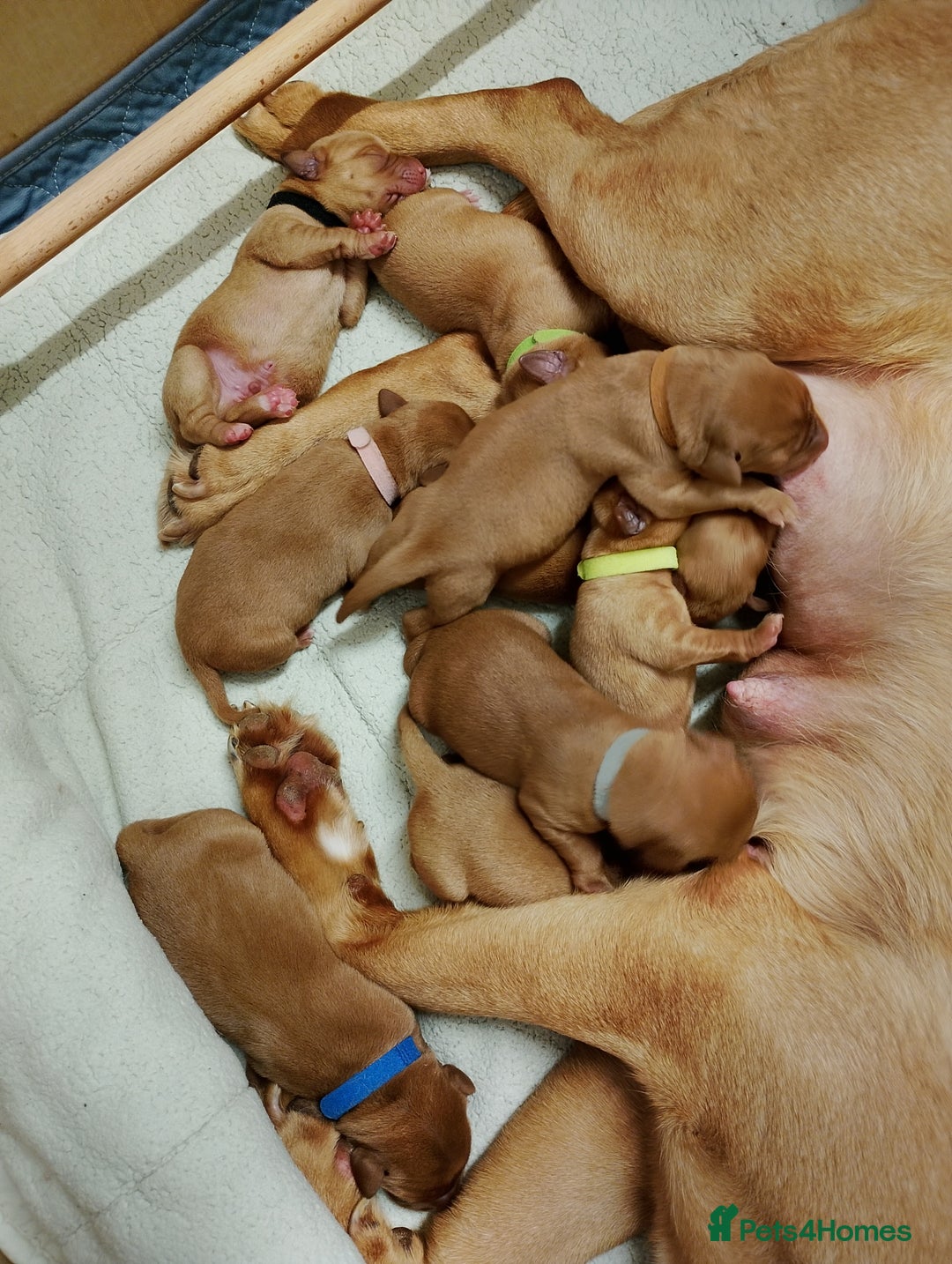 Labrador Retriever dogs for sale: KC Fox Red Labrador Pups *Ready for home 20/12/25* - Image 4