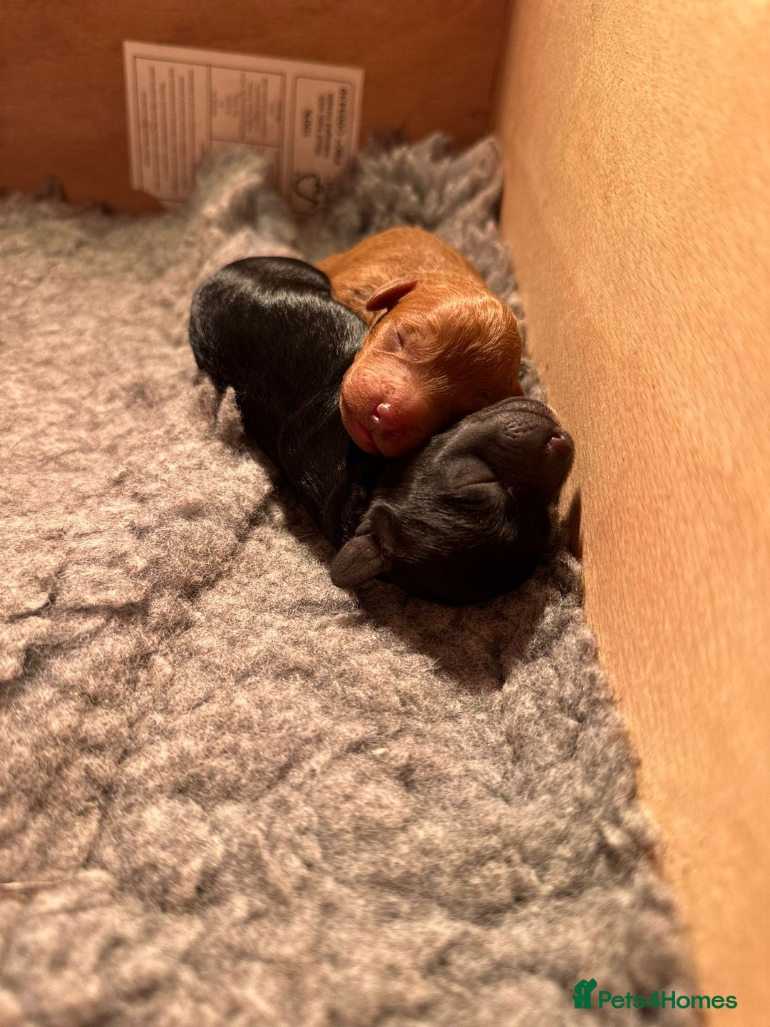 Cockapoo dogs for sale: Stunning f1b cockapoo's for sale  - Image 7