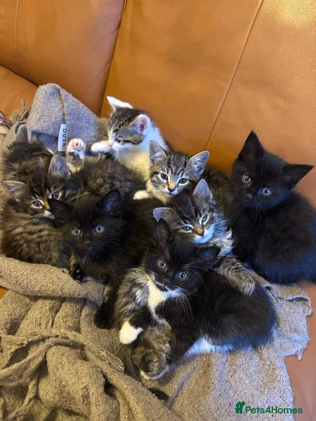 Mixed Breed cats for sale: Adorable Mixed-Breed Kittens: Black,Tabby & Tuxedo in Dagenham - Advert 7
