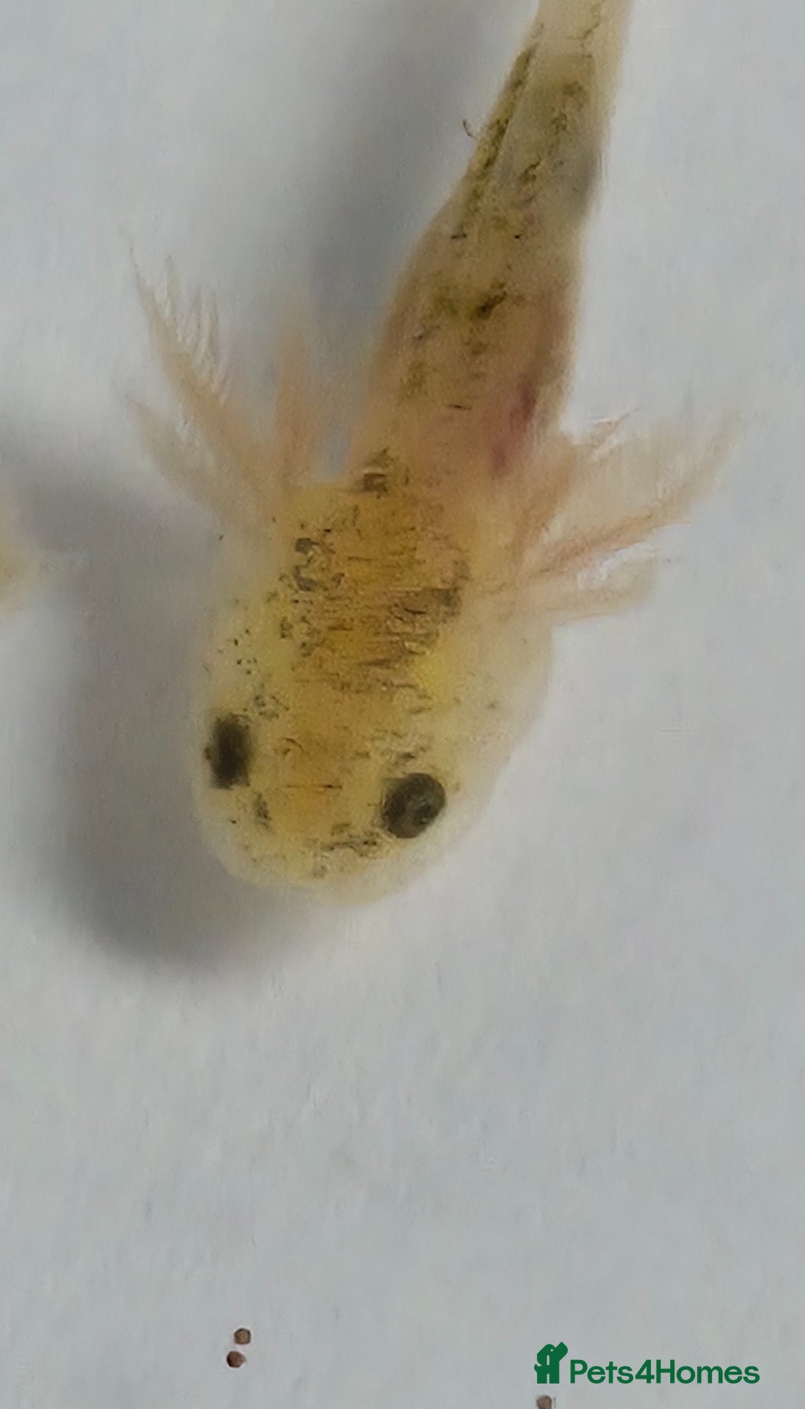 Axolotl reptiles Lucianic unrelated parents –6 plus weeks Harrow - Advert 2