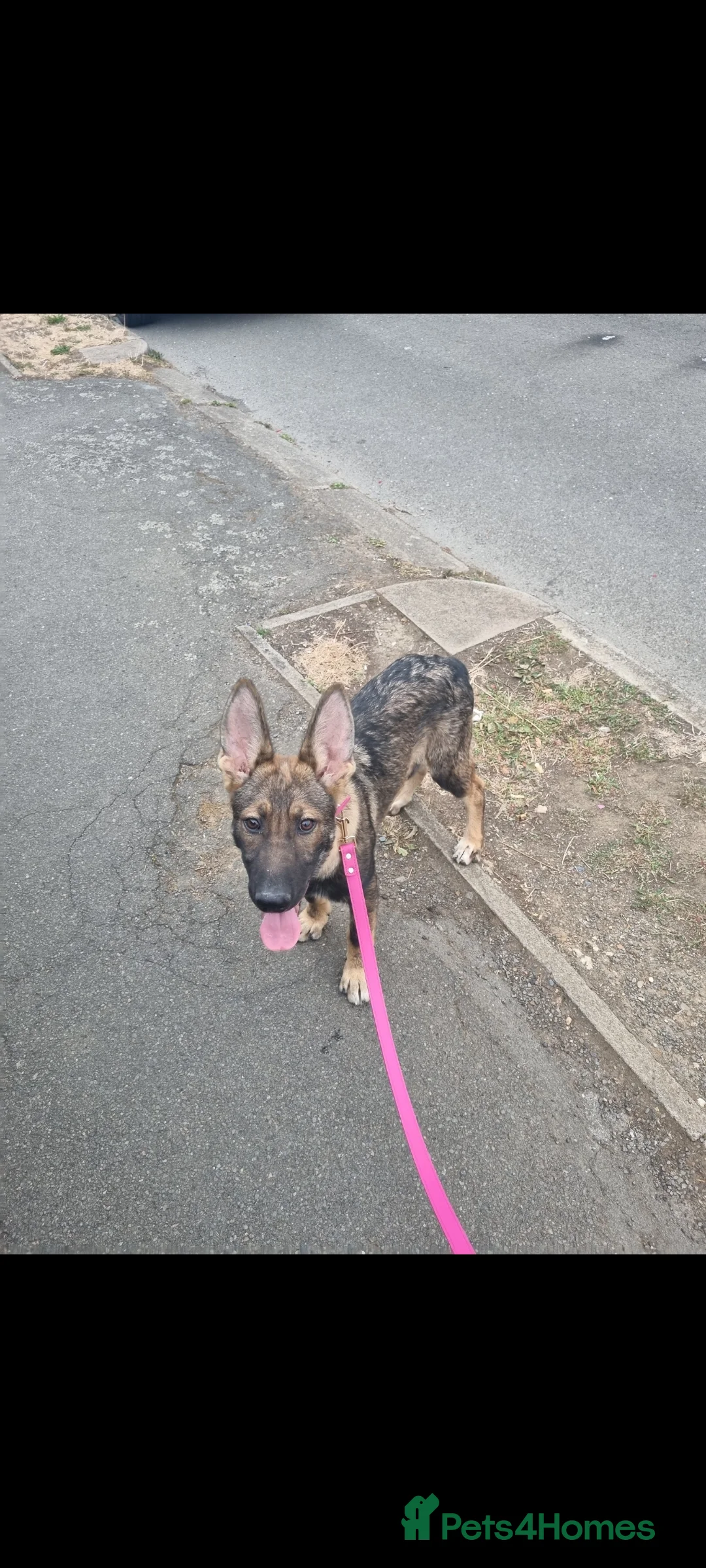 Mixed Breed dogs for sale: Beautiful German shepherd - Advert 2