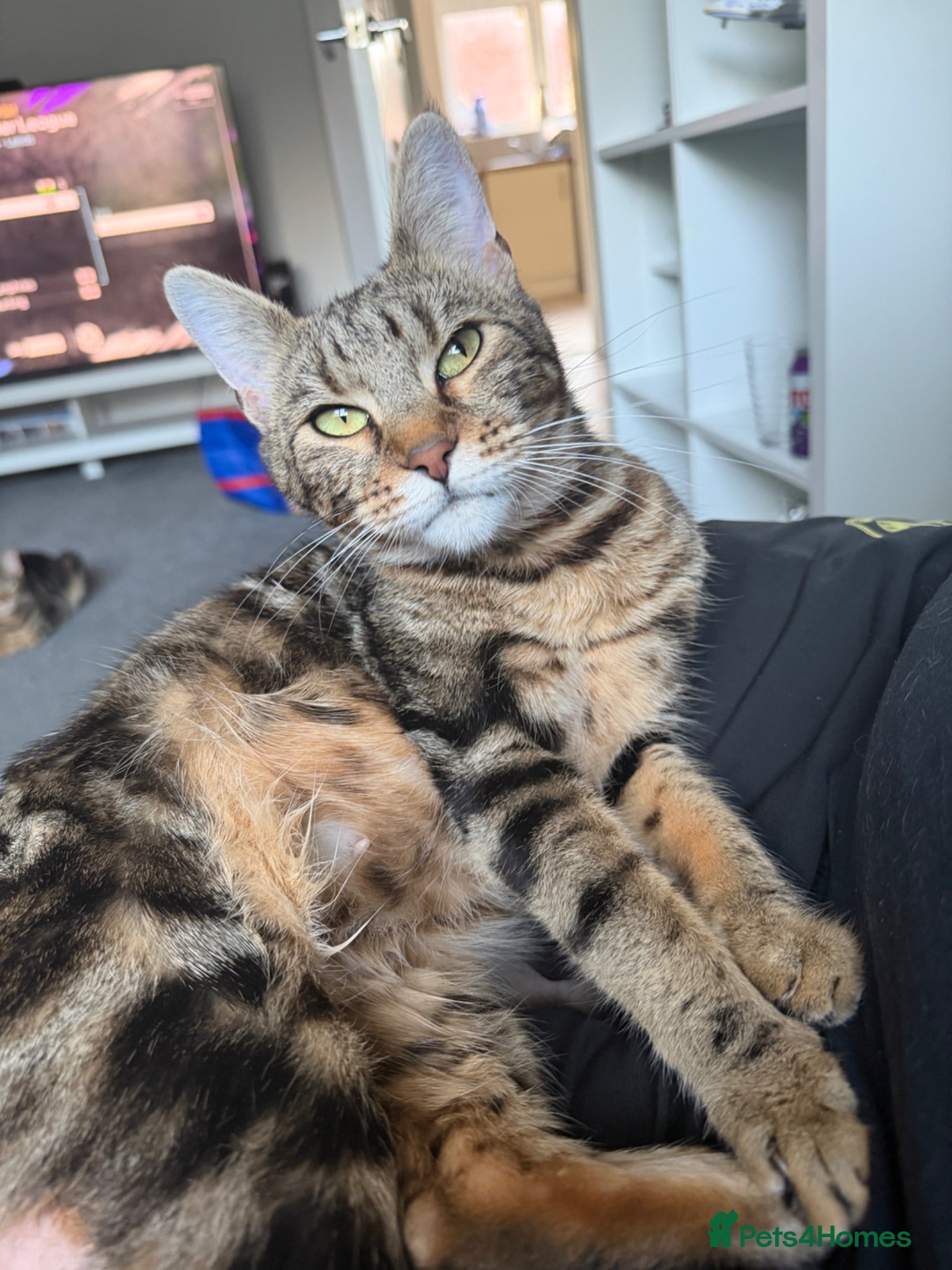 Mixed Breed cats Gorgeous kittens for sale - Advert 1
