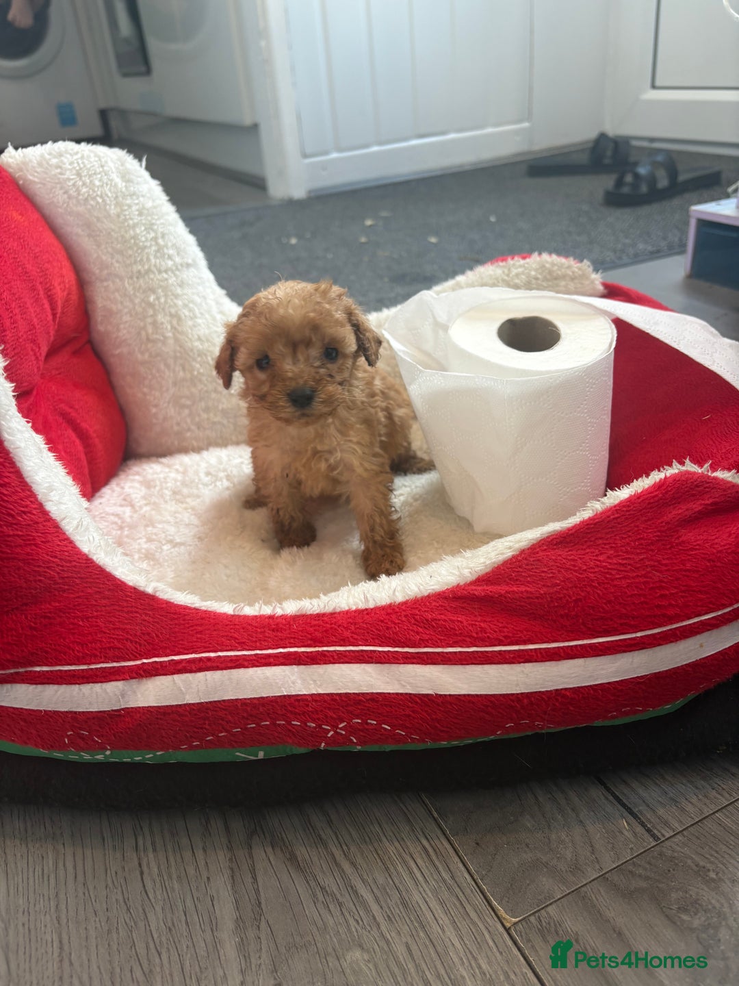 Cockapoo dogs for sale: Cockapoo puppies  - Image 7