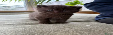 British Shorthair Kitten 1