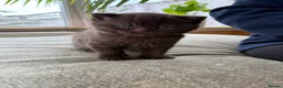 British Shorthair cats for sale: Chunky Gccf registered British Shorthair kittens  in Clitheroe - Advert 4