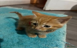Mixed Breed cats for sale: 1ginger boy beautiful kitten left£150 uno  in London - Image 10