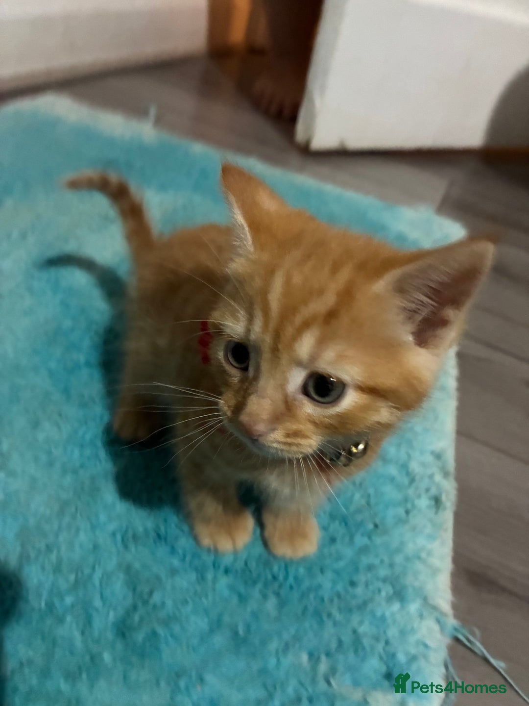 Mixed Breed cats for sale: 1ginger boy beautiful kitten left£150 uno  in London - Image 10