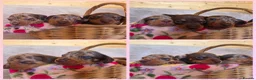 Miniature Dachshund dogs for sale: KC mini dachshund pups  - Advert 5