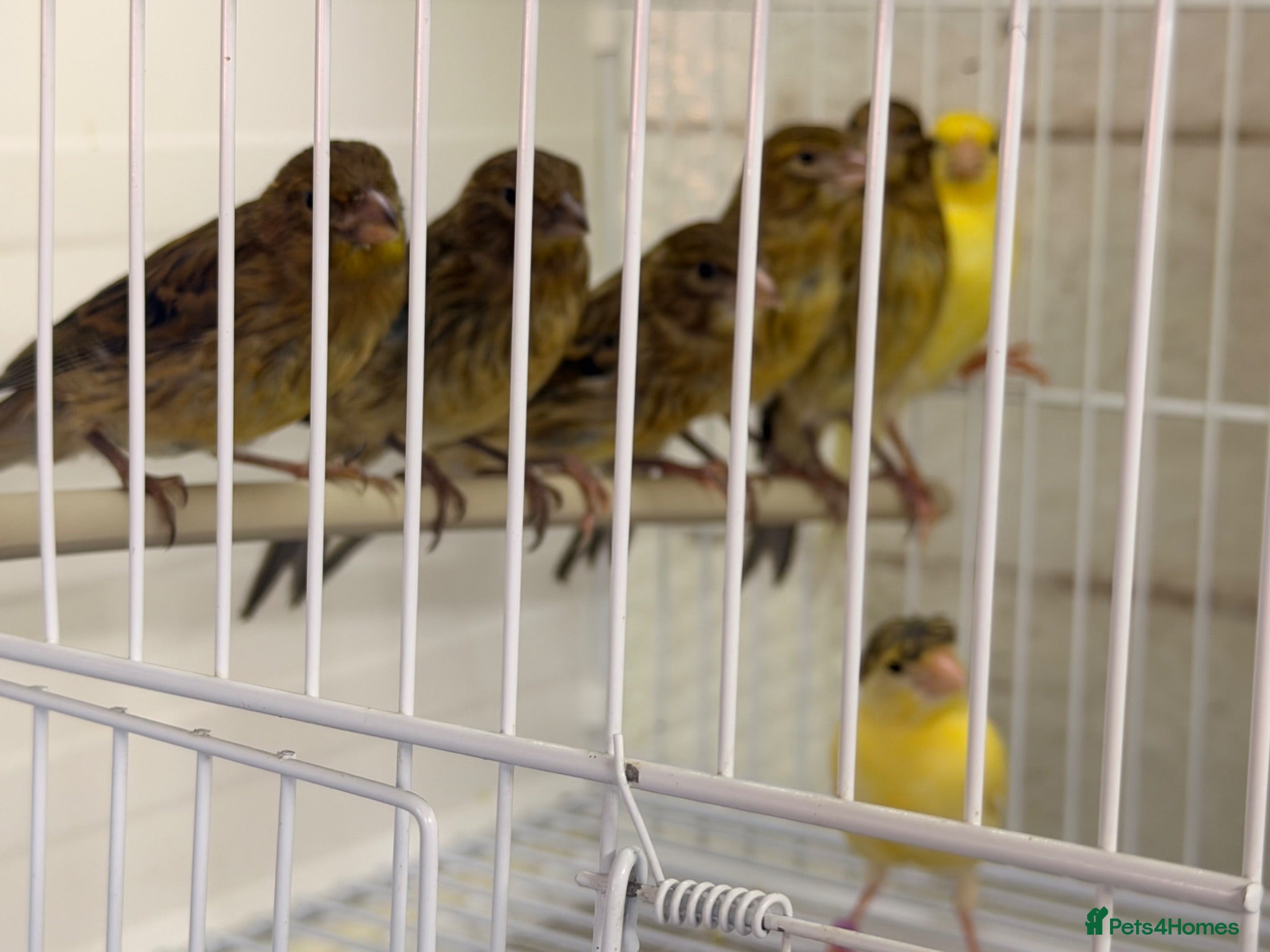 Canaries birds Job lots this year canary’s  - Advert 9
