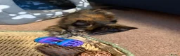 Mixed Breed cats for sale: Two adorable kittens  - Advert 4