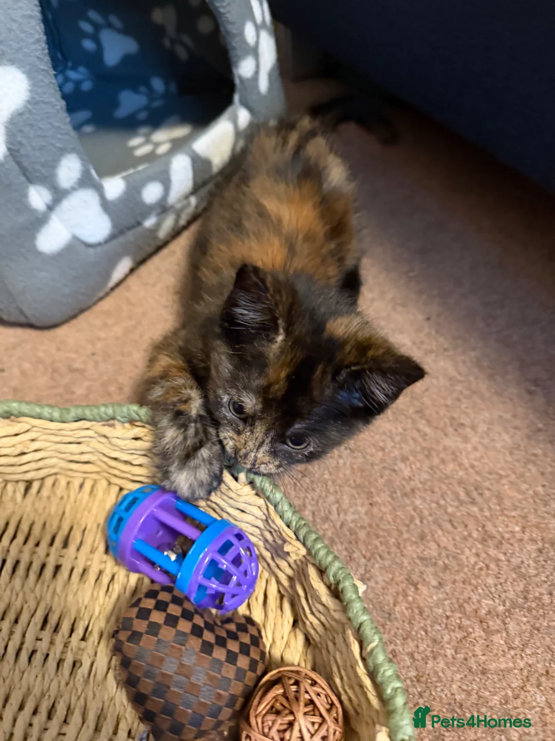 Mixed Breed cats for sale: Two adorable kittens  - Advert 4