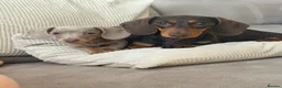 Miniature Dachshund dogs for sale: Miniature dachshund in Glasgow - Advert 8