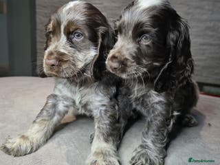 Cocker Spaniel dogs Show Type Cocker Spaniels Ready to leave now - Advert 3