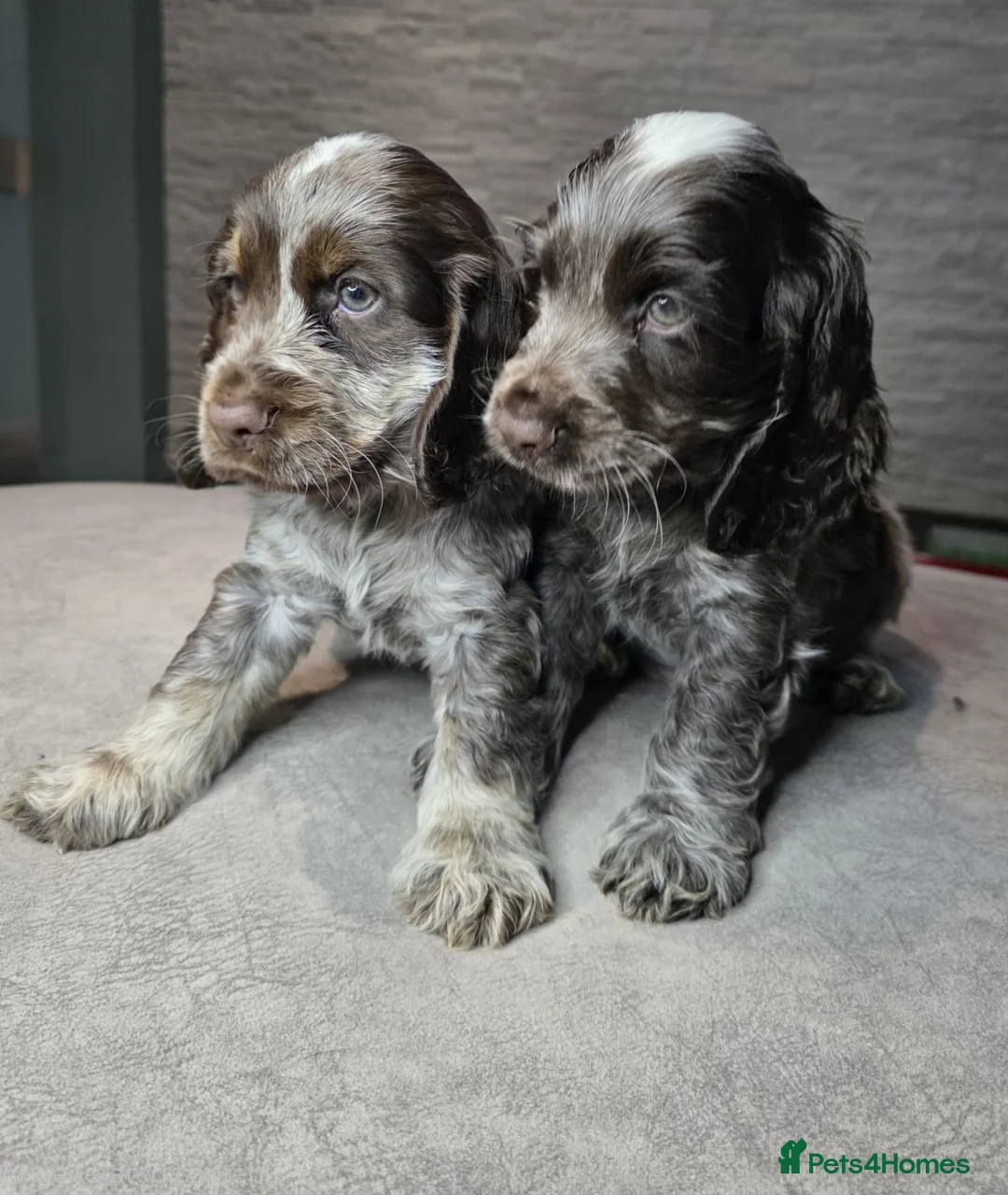 Cocker Spaniel dogs for sale: Show Type Cocker Spaniels Ready to leave now - Advert 2