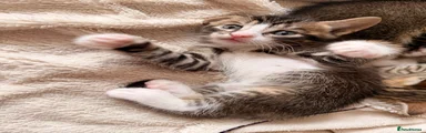 Bengal 3