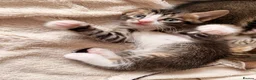 Bengal cats for sale: Bengal x Tabby kittens in Weymouth - Advert 3