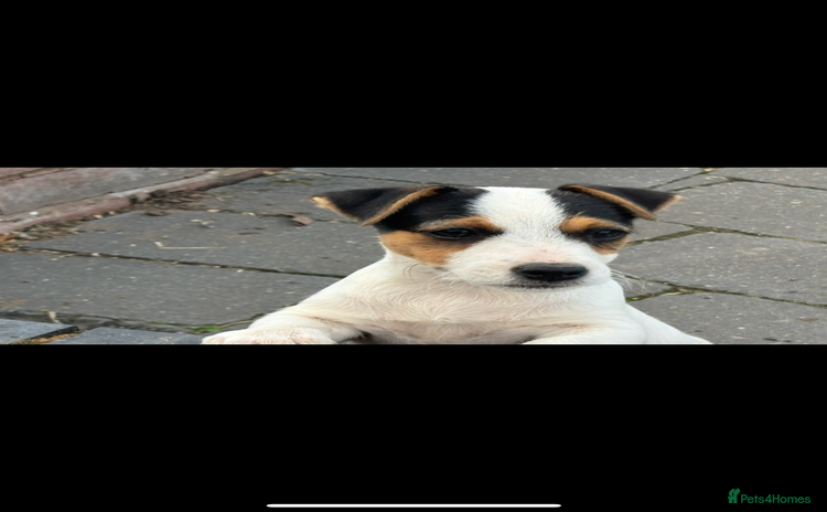 Jack Russell dogs - Advert 1
