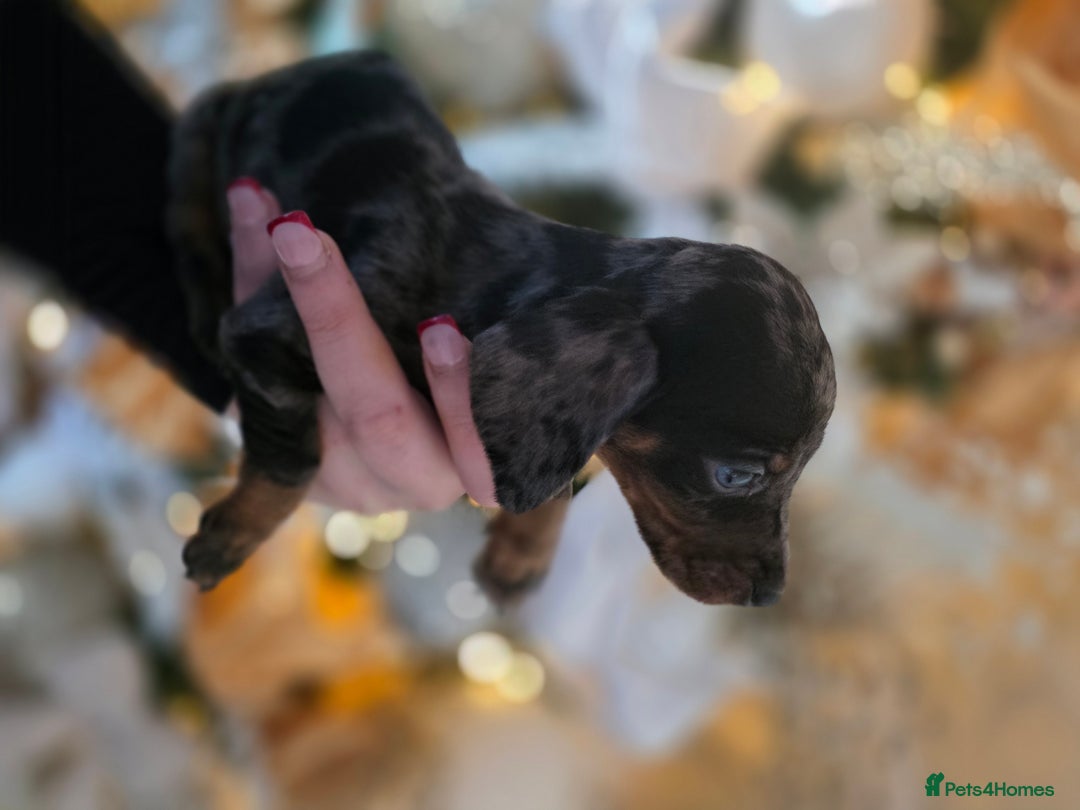 Dachshund dogs for sale: Daschund puppies - Advert 8