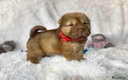 Shar Pei dogs for sale: ⭐️Quality Shar pei puppies for sale⭐️ - Image 5