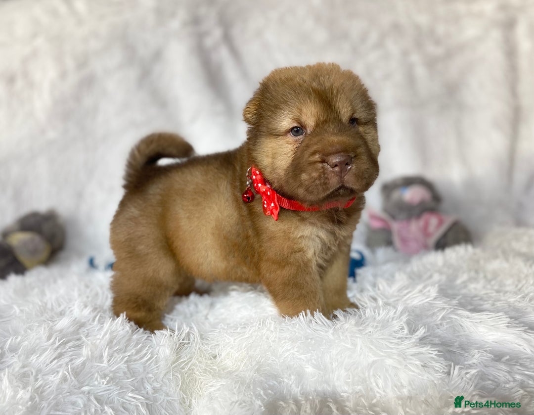 Shar Pei dogs for sale: ⭐️Quality Shar pei puppies for sale⭐️ - Image 5