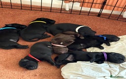 Labrador Retriever dogs for sale: Chunky Black Labrador puppies  - Image 2